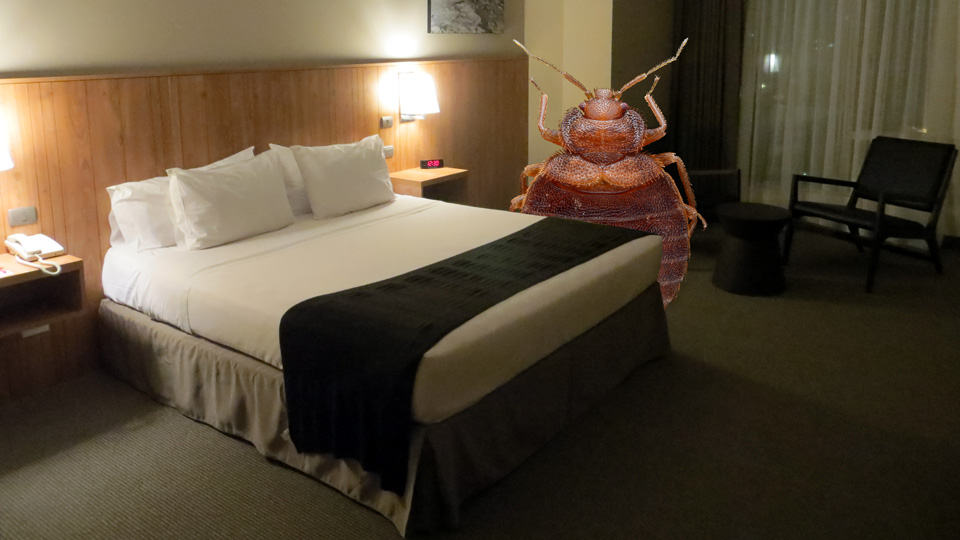 Hotel Hacks: Checking for Bed Bugs